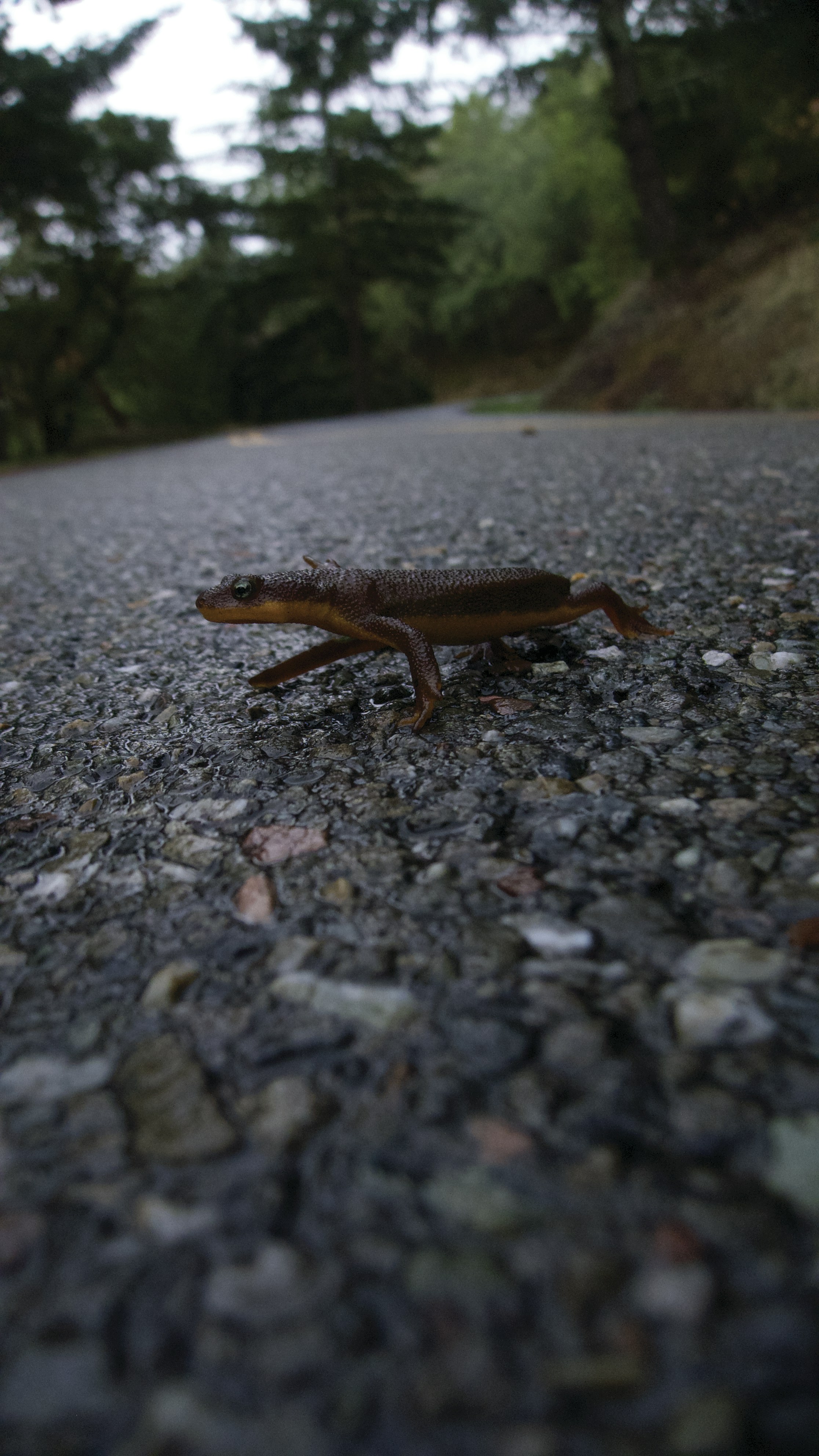 a lizard on a road