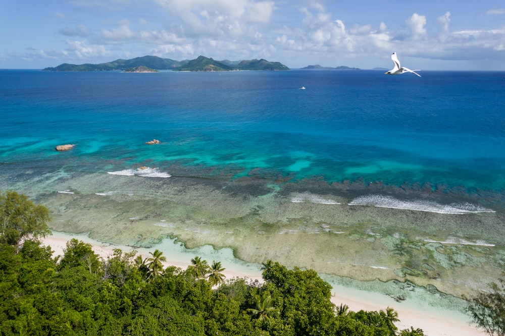 a beach with trees and a body of water