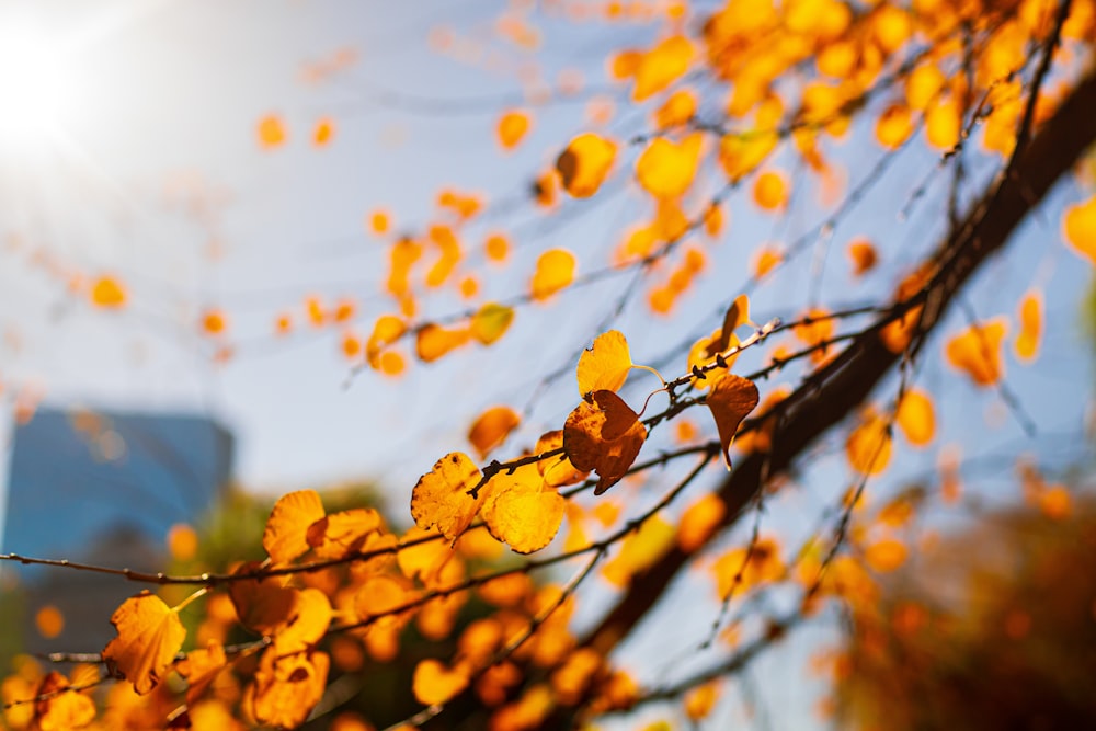 a tree with yellow leaves