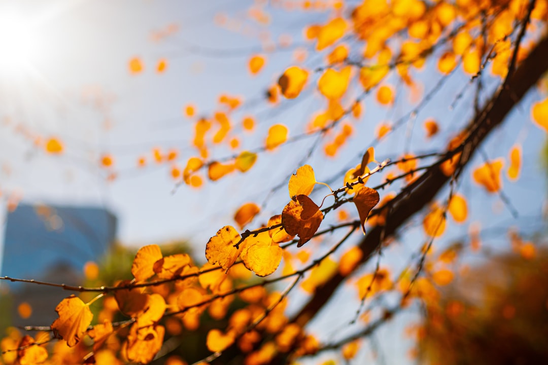 a tree with yellow leaves,