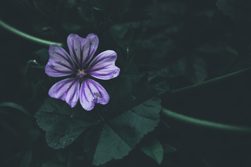 a purple flower on a plant