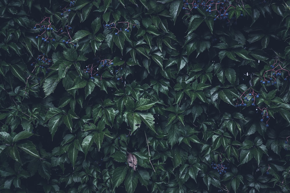 a close-up of some leaves