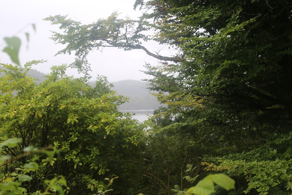 a view of a lake through trees
