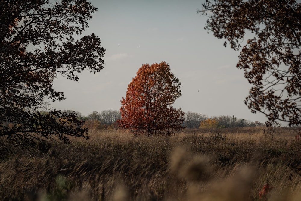 a field with trees in it