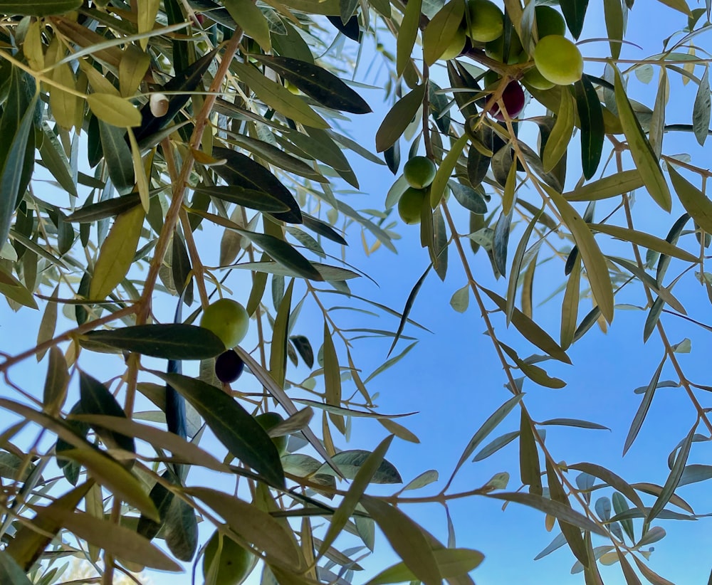 a tree with fruit