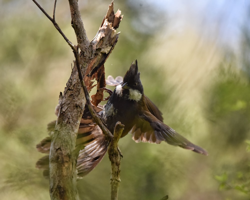 a bird on a branch