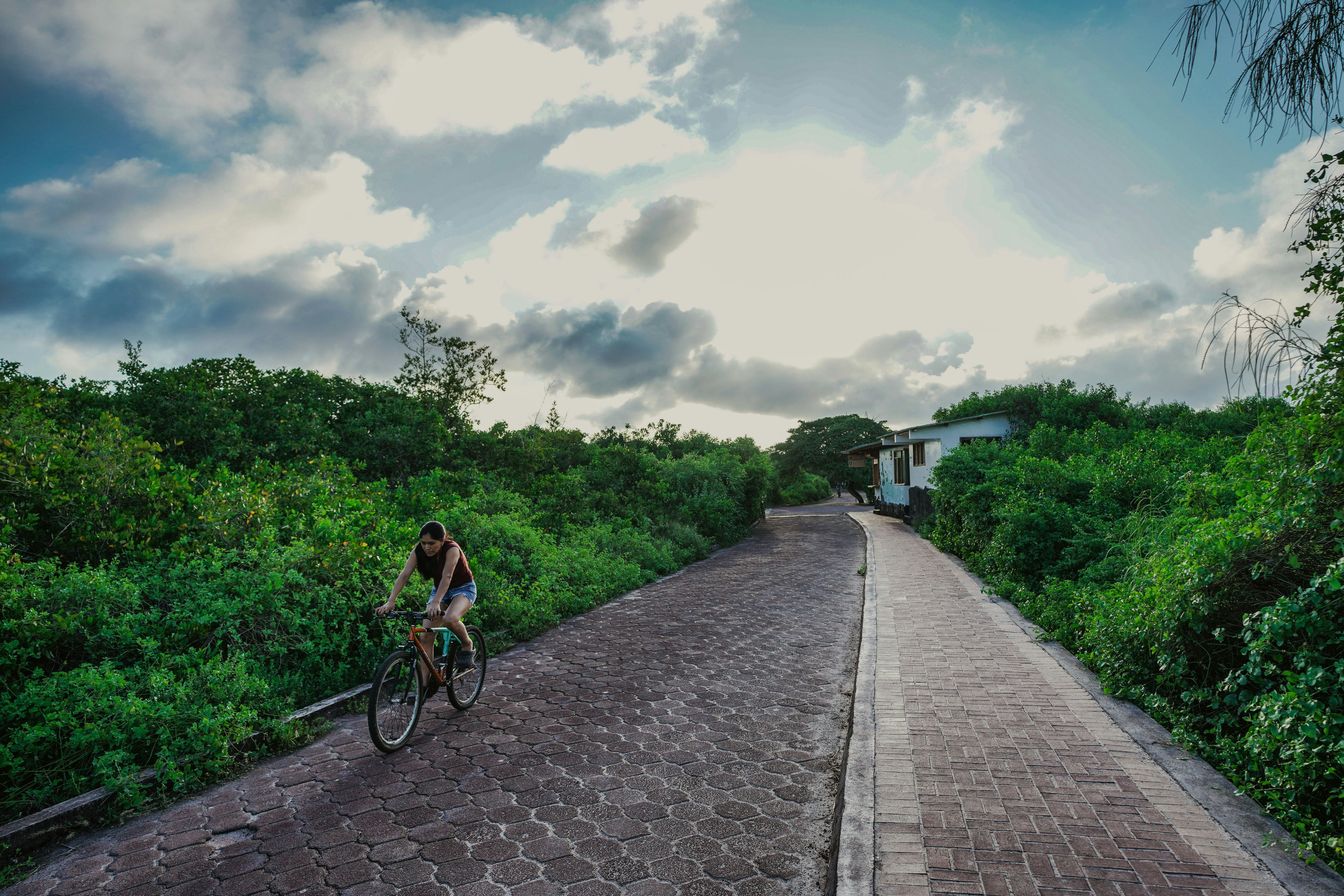 a person riding a bicycle on a path with bushes and trees