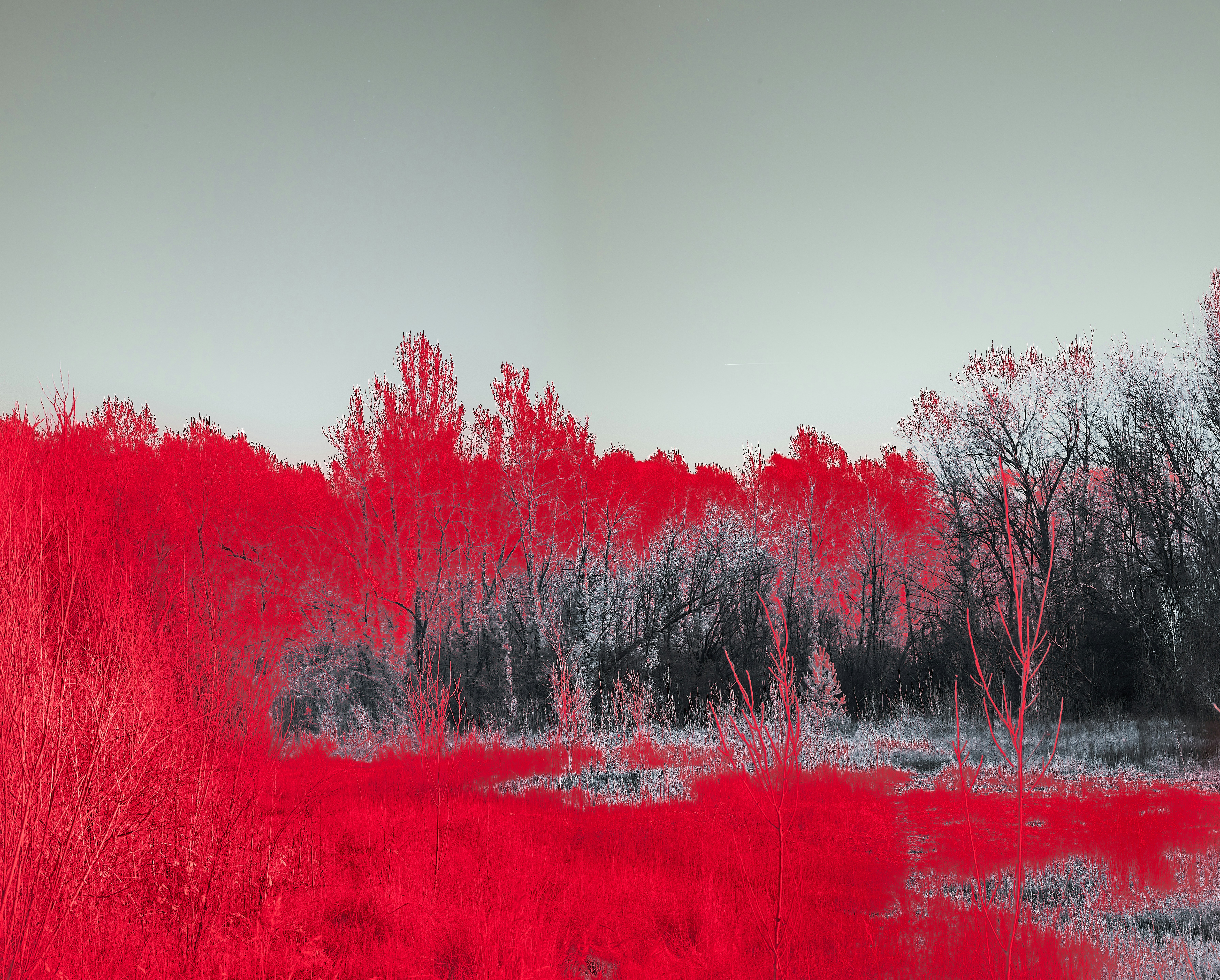 Photo by wolfgang_hasselmann