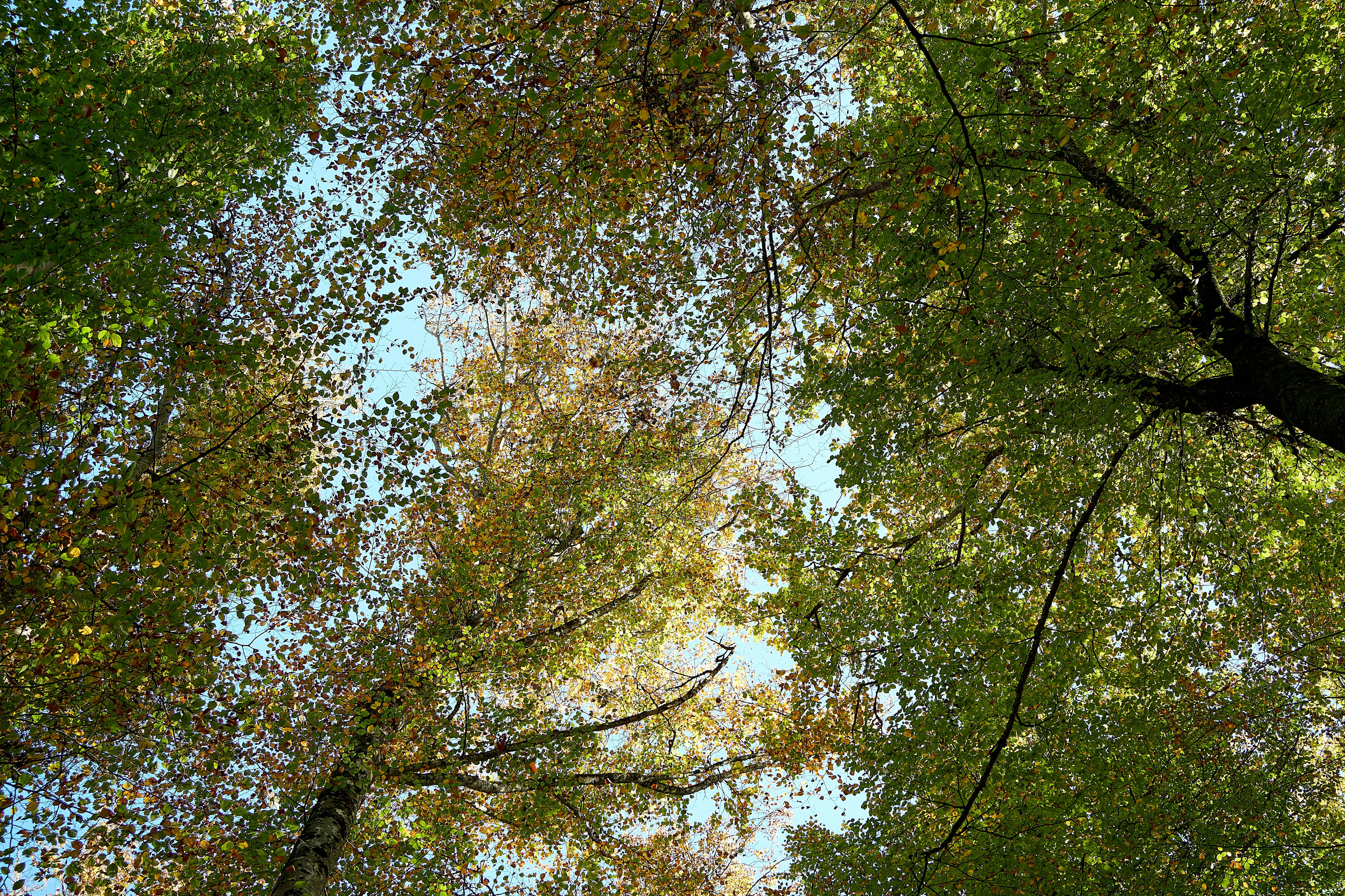 Photo by wolfgang_hasselmann