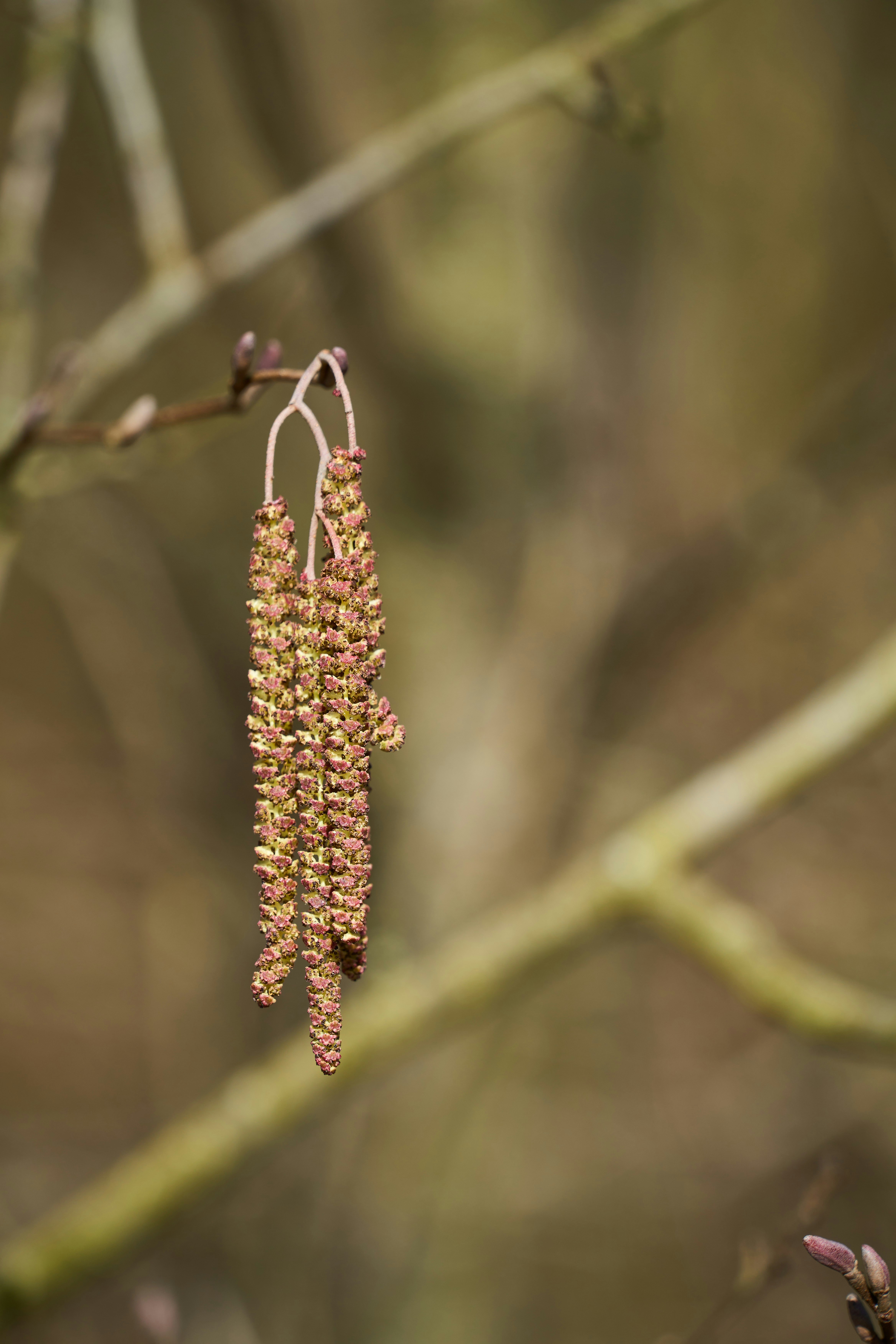 Photo by wolfgang_hasselmann