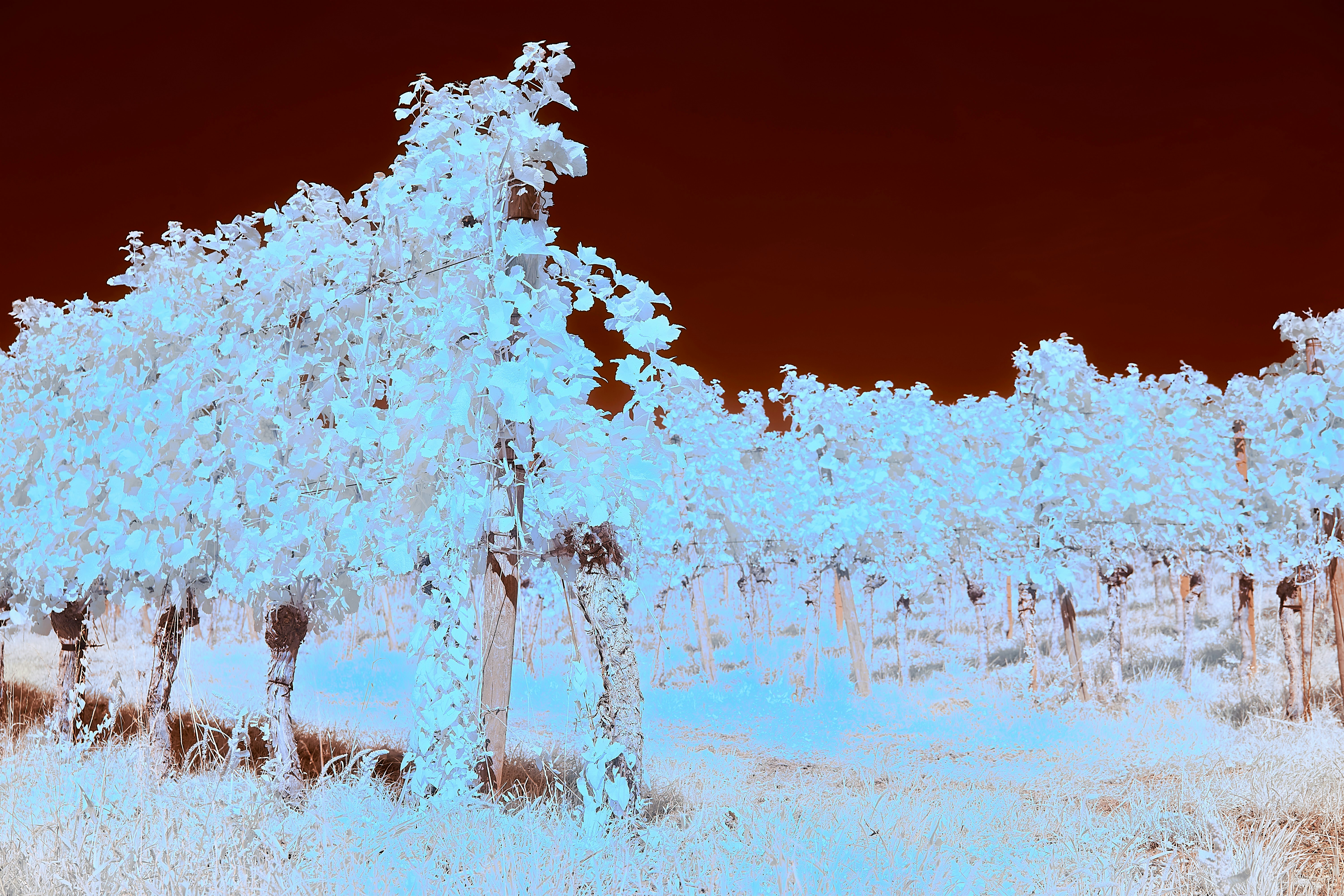 Photo by wolfgang_hasselmann