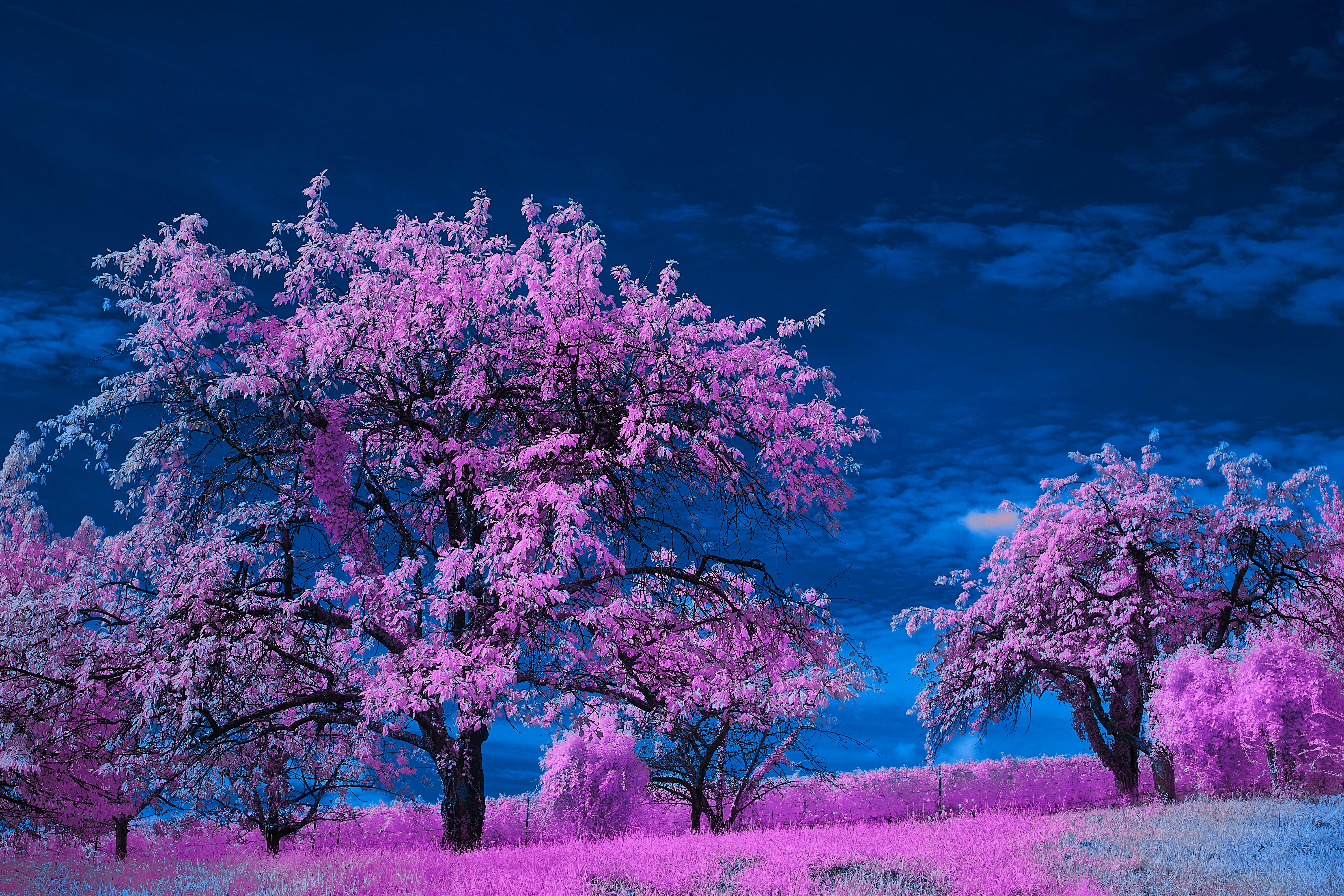 Photo by wolfgang_hasselmann