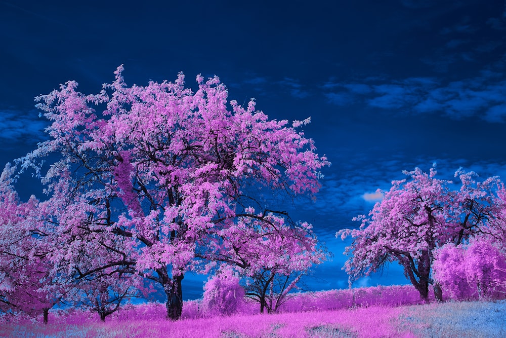 a group of trees with purple flowers