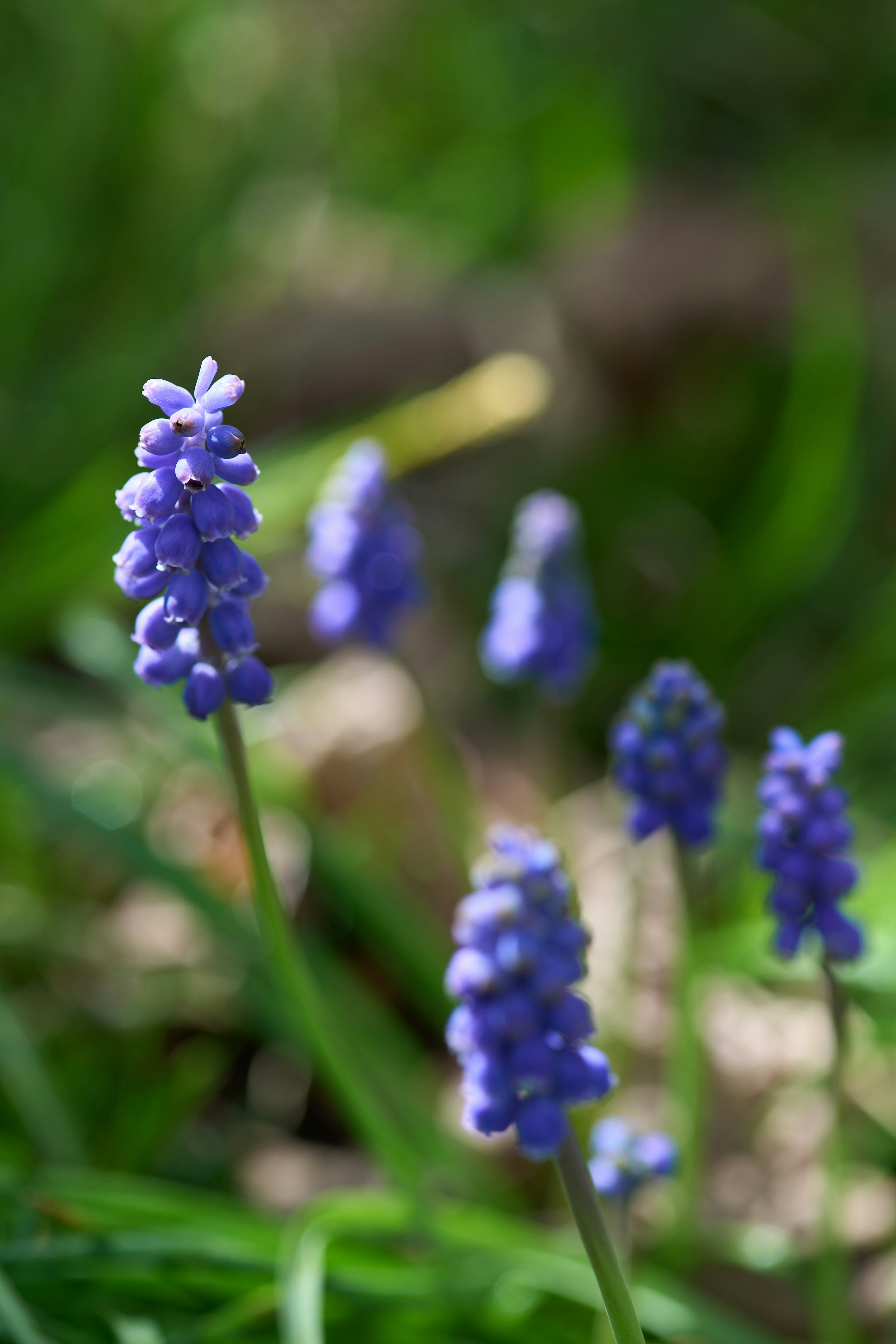 Photo by wolfgang_hasselmann