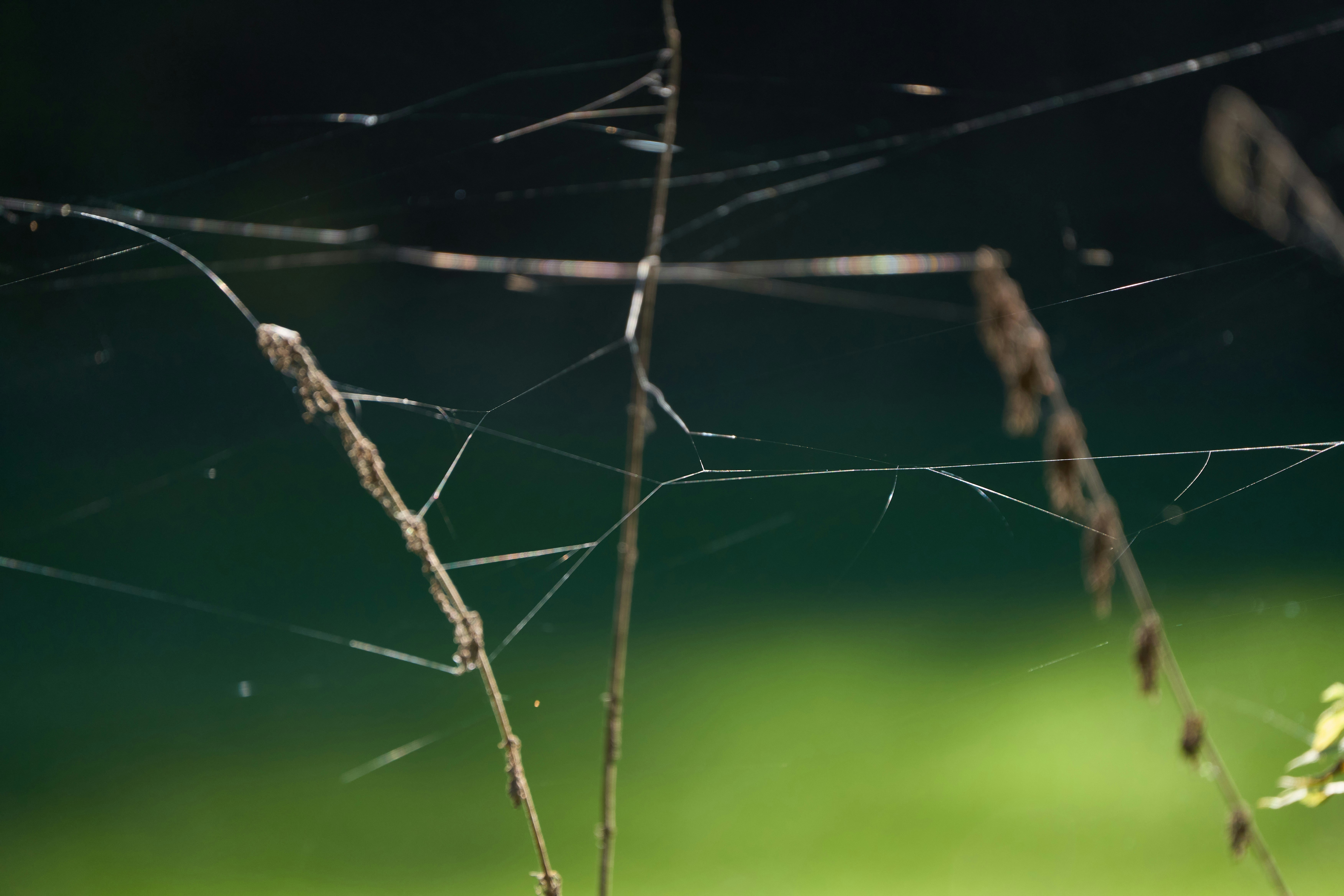 Photo by wolfgang_hasselmann