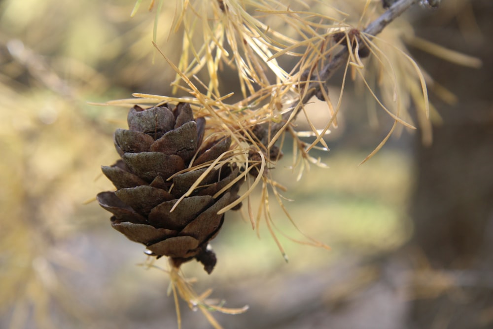 a close up of a pine cone