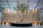 A Middle Eastern interior designer reviewing artificial plant samples in a bright showroom.