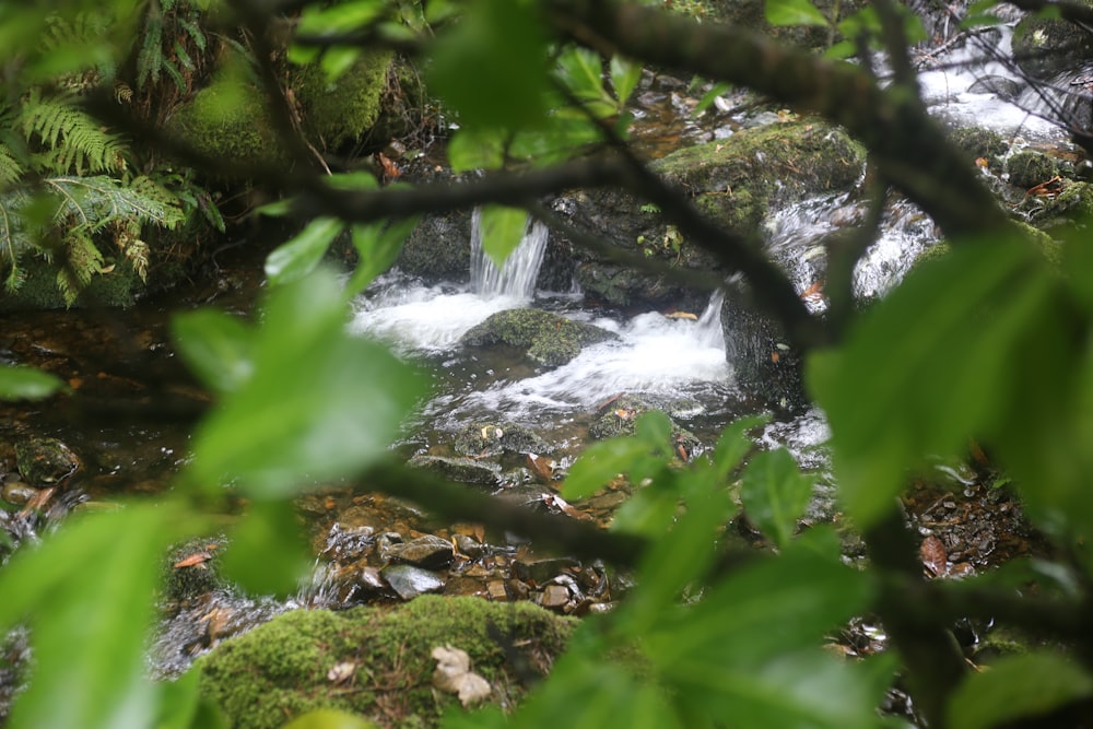 a small waterfall in a forest