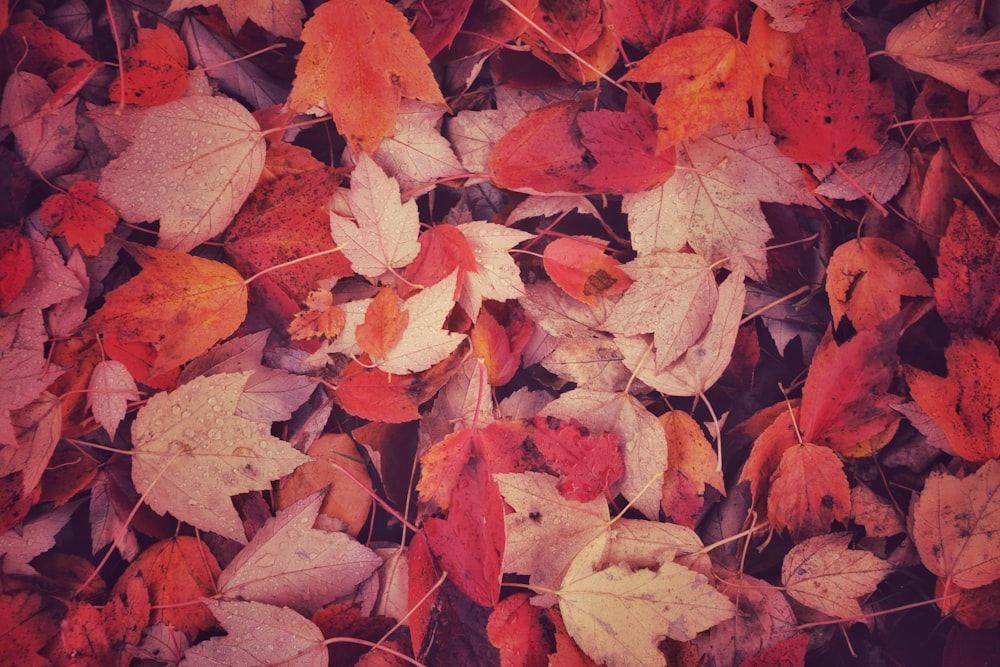 a pile of orange and brown leaves