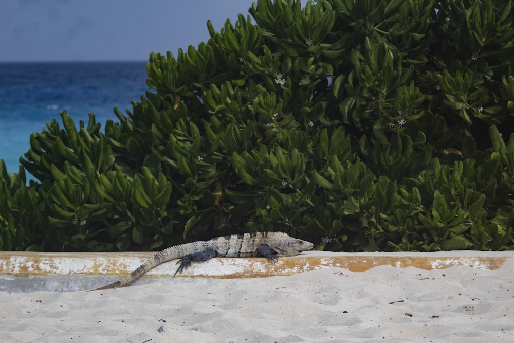 a lizard on a beach