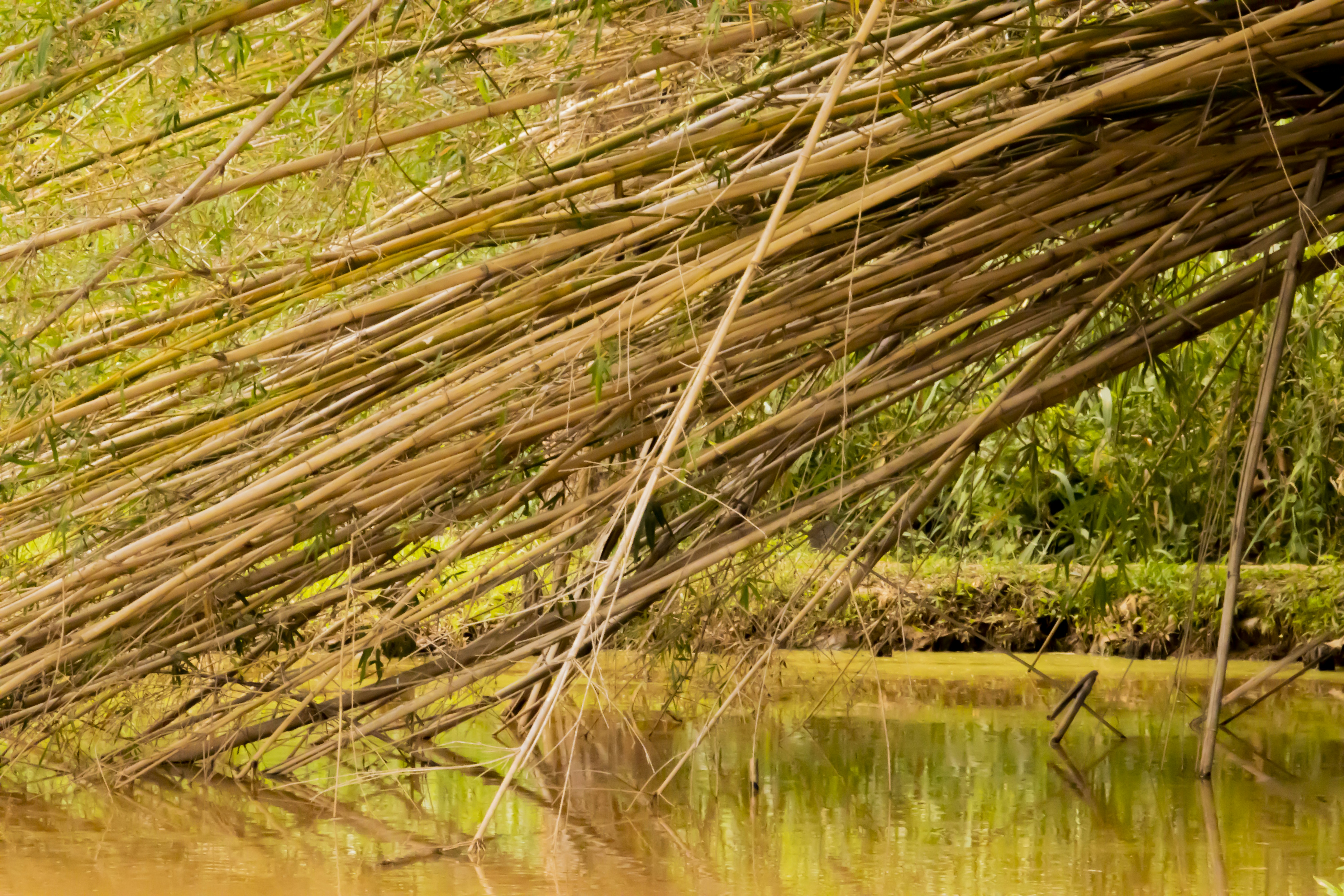 Photo by hicarodecastro