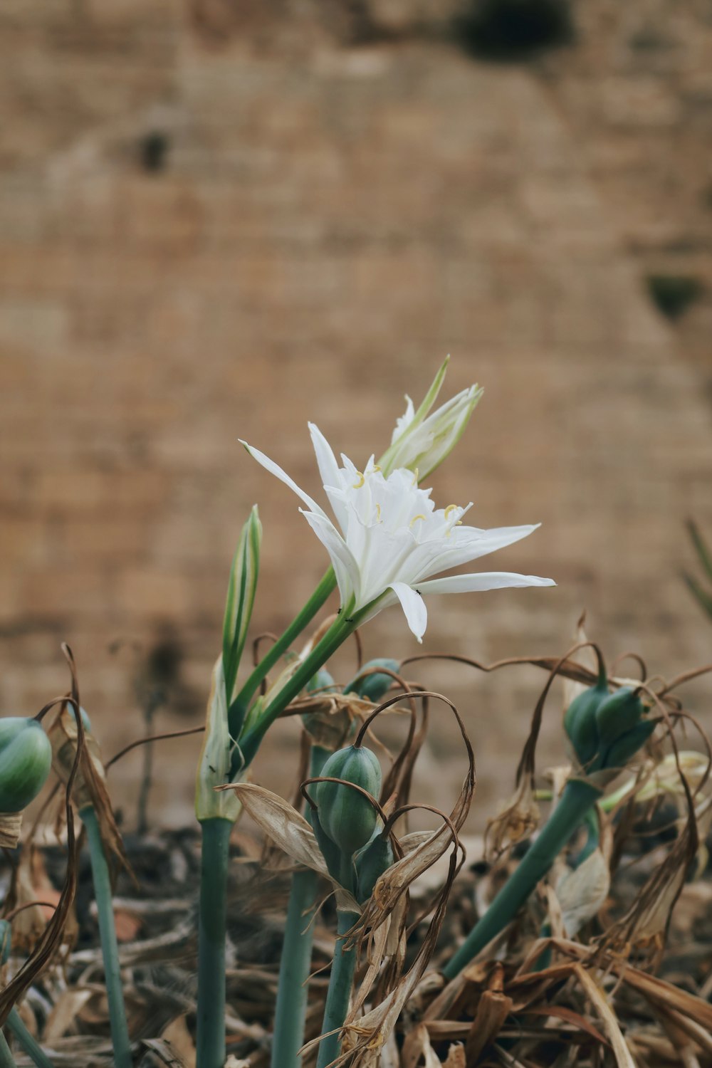 a white flower on a plant