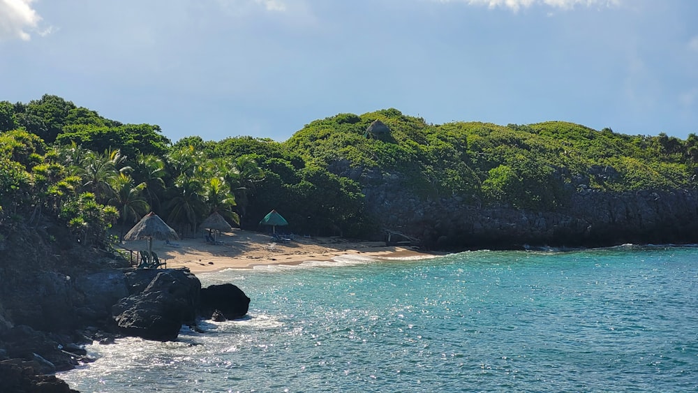 a beach with trees and a body of water