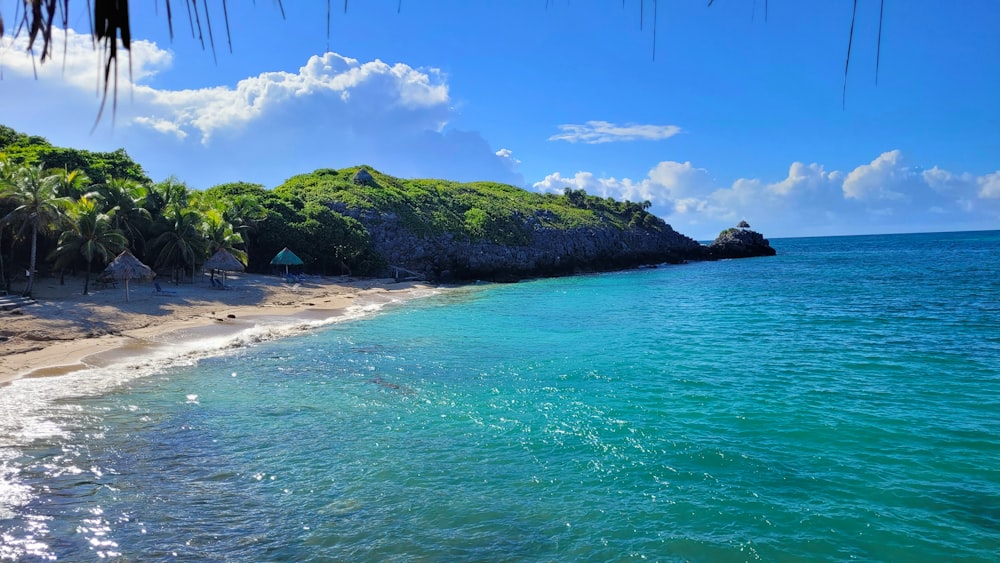 a beach with trees and a body of water