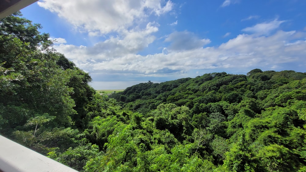 a view of a forest