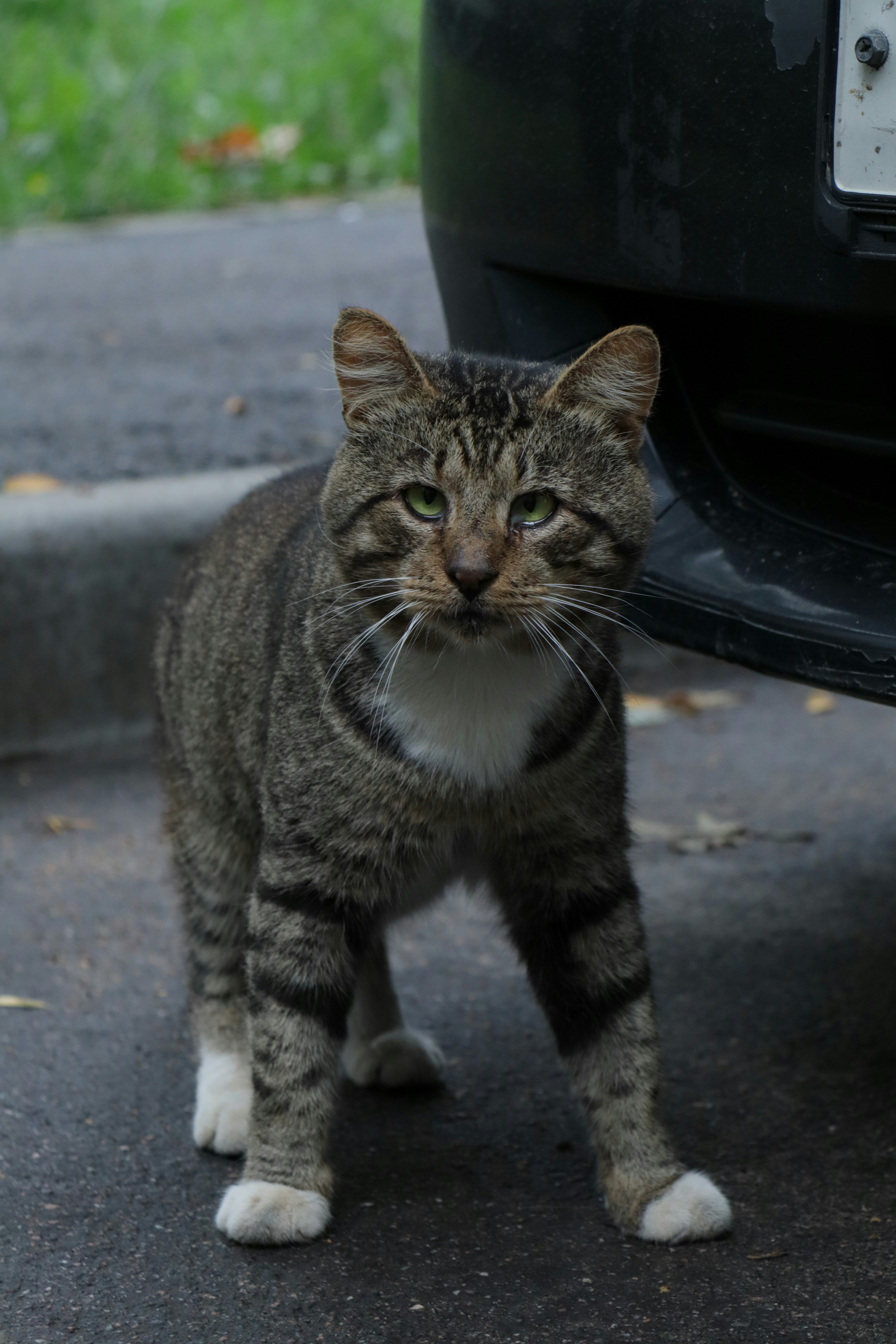 a cat standing on a sidewalk