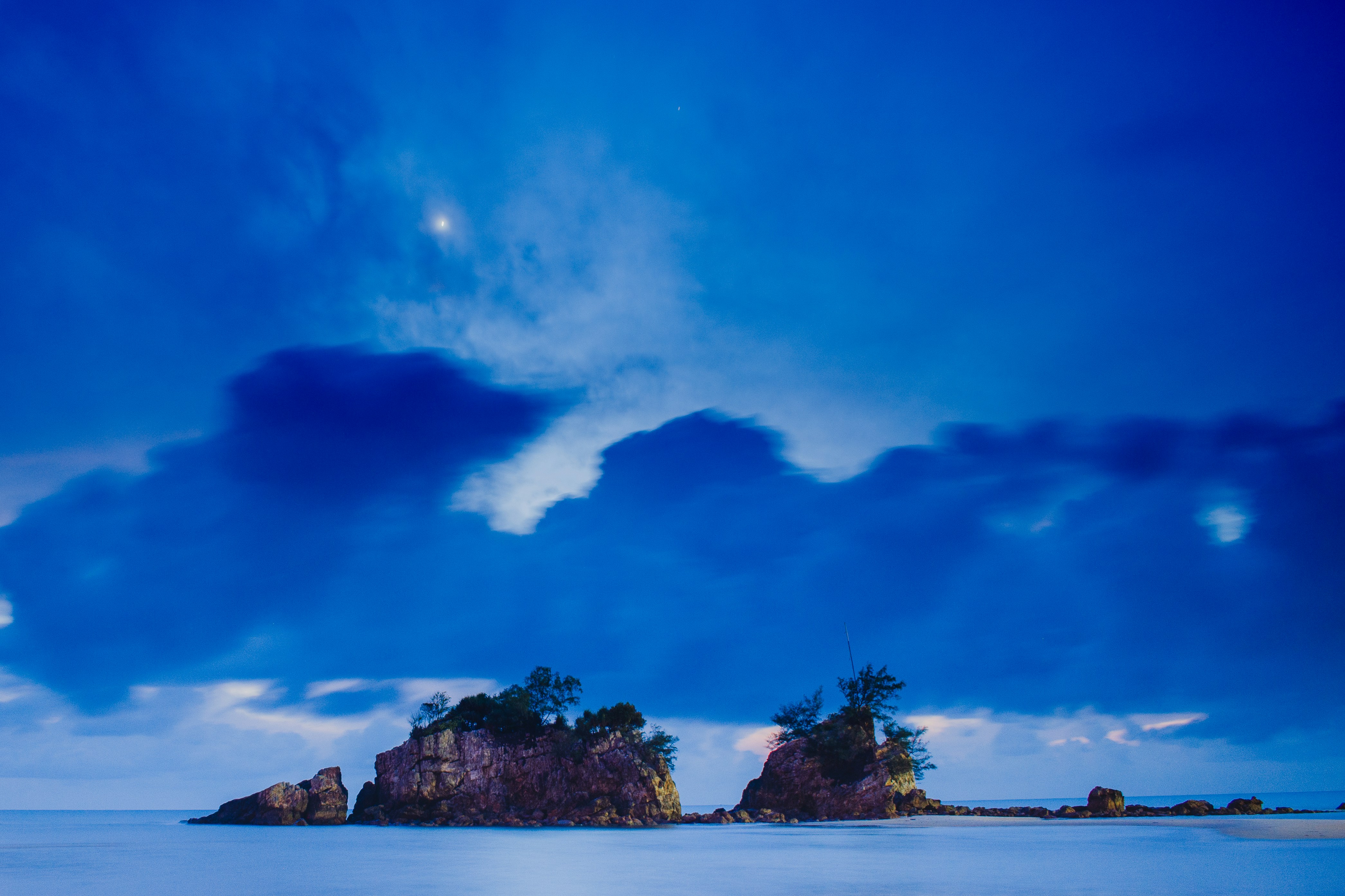 a group of trees on a beach