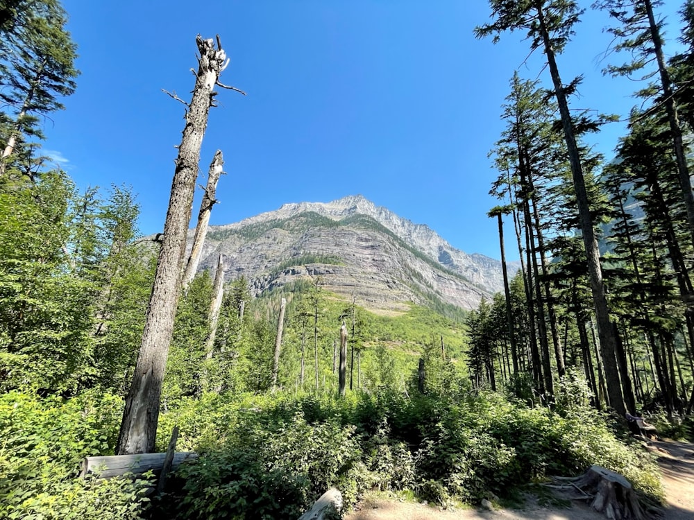 a mountain with trees and bushes