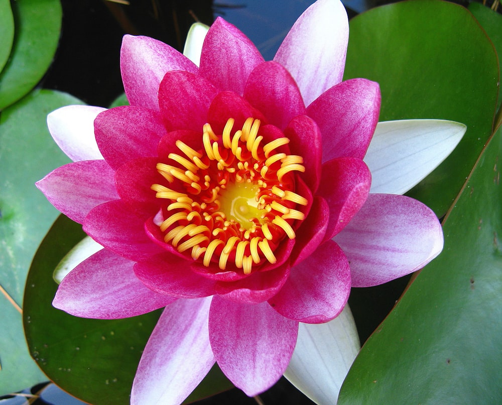 a pink flower with yellow center