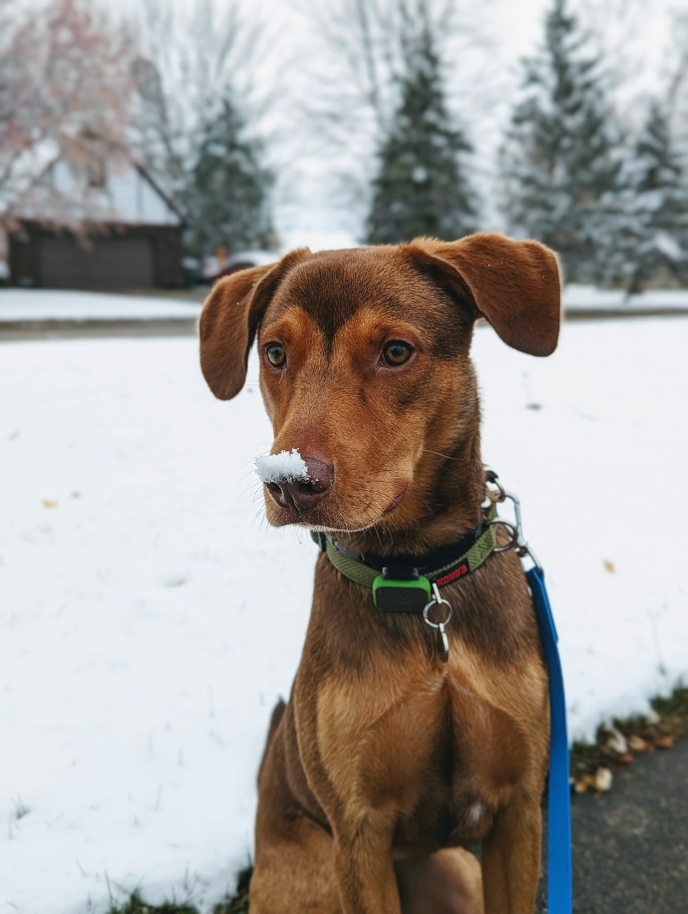 a dog sitting in the snow