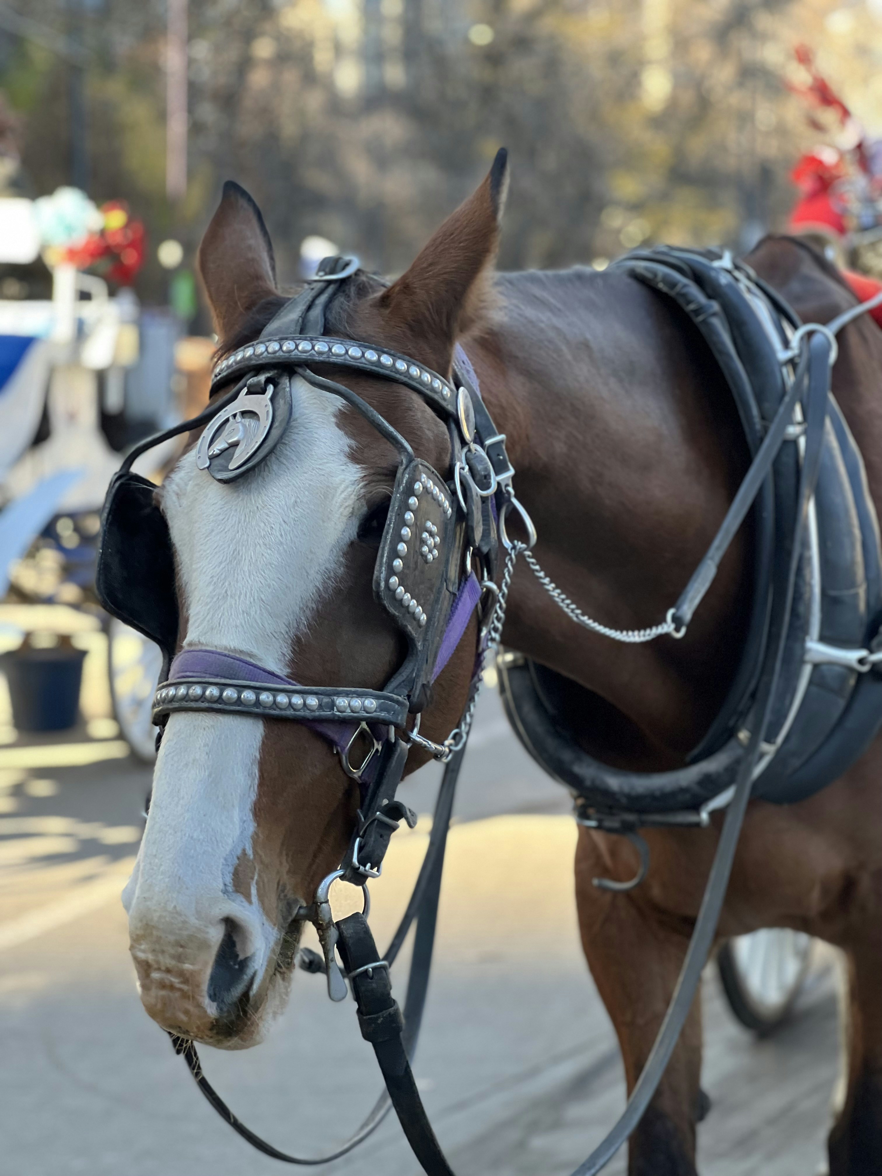 Ein paar Pferde stehen nebeneinander