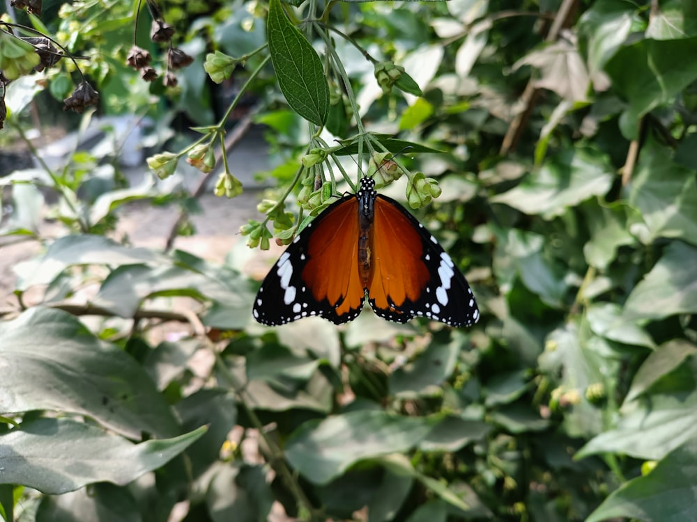 a butterfly on a leaf