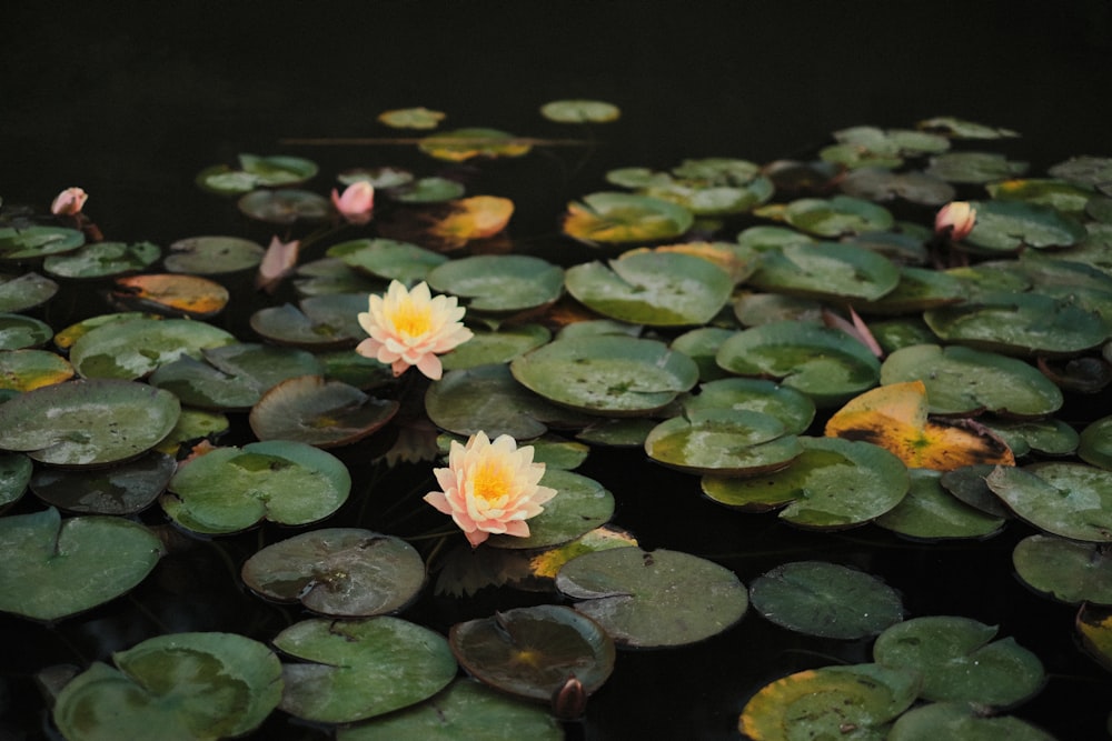a pond with lily pads and flowers