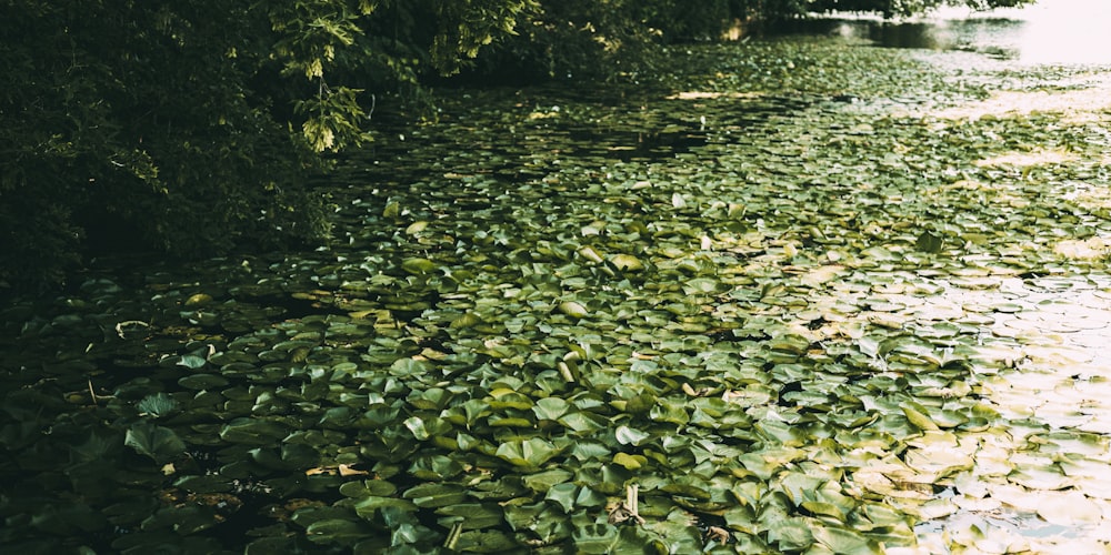 a river with lily pads