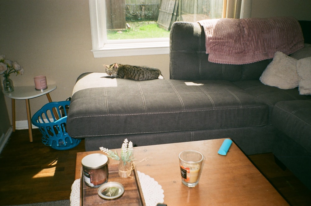 a cat lying on a couch