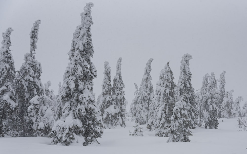 a snowy forest with trees