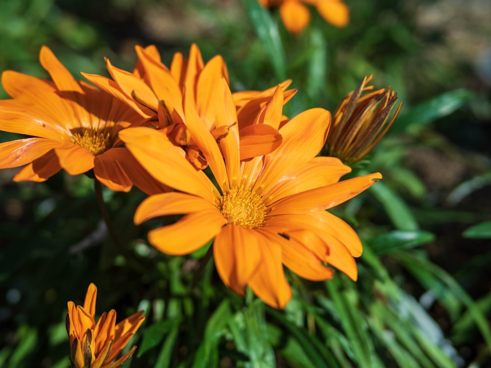 a group of yellow flowers