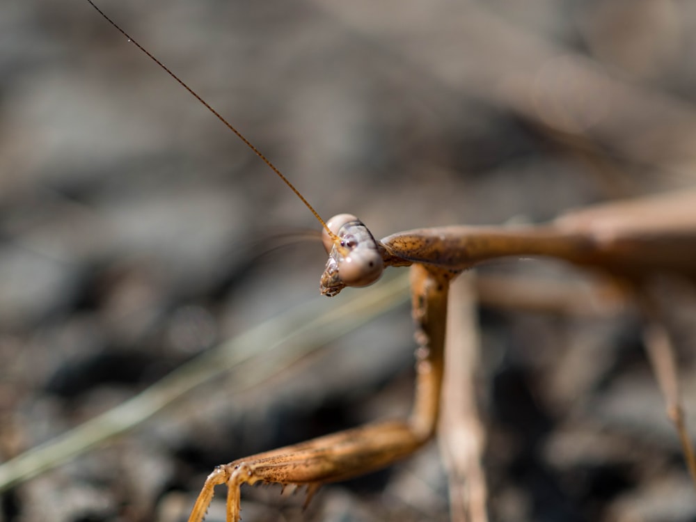 a close up of a bug