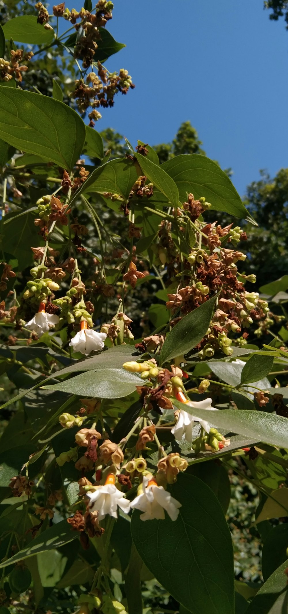 a close-up of some flowers