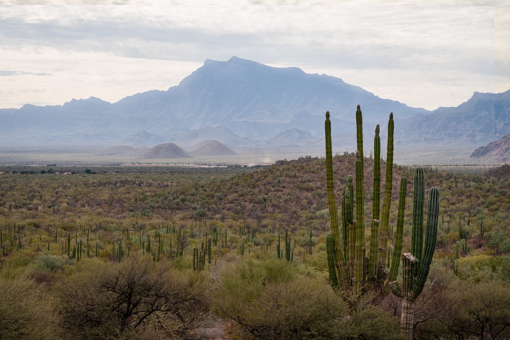 a desert with cactus