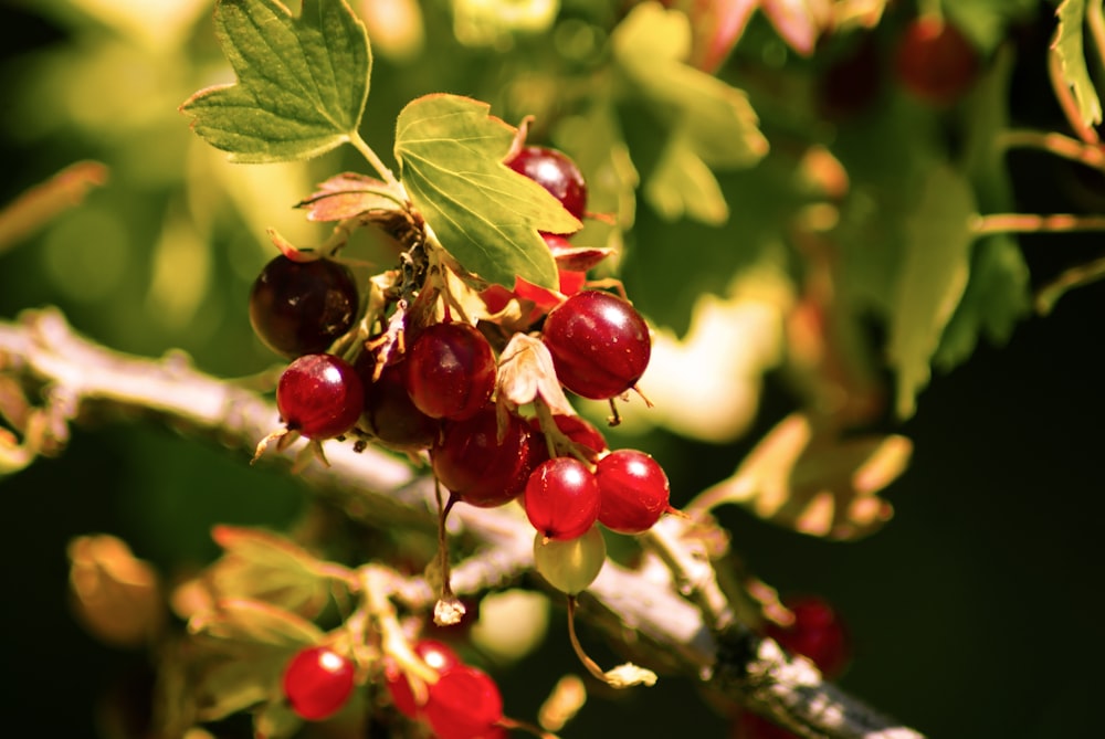 a close up of some berries