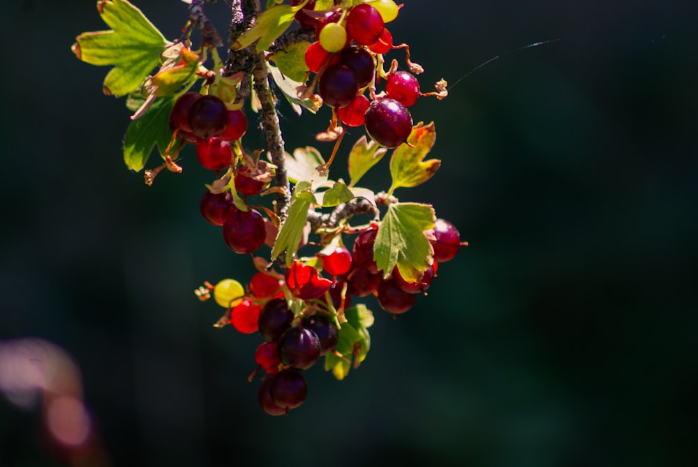 a close up of some berries