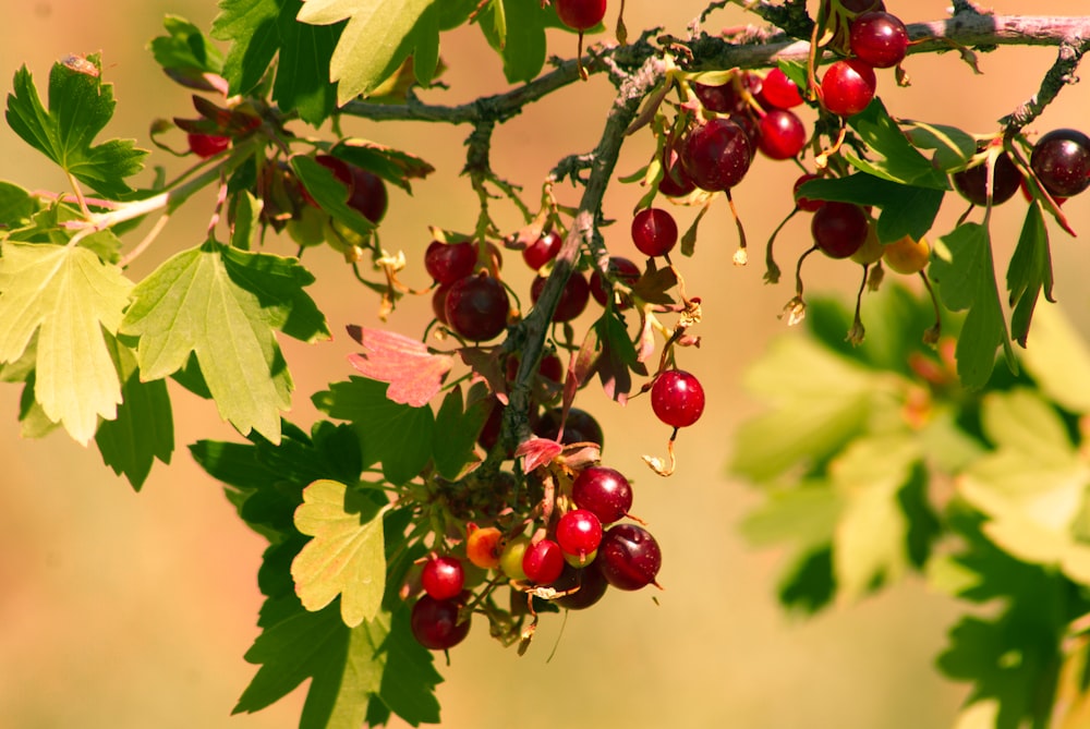 a tree with red berries