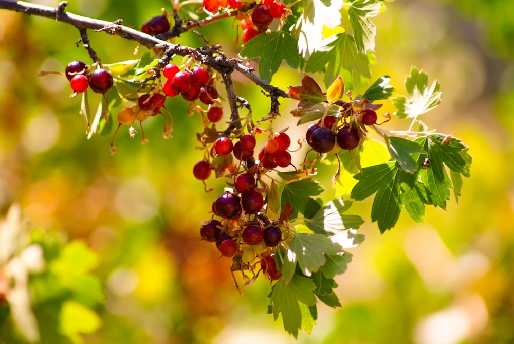 a close up of some berries