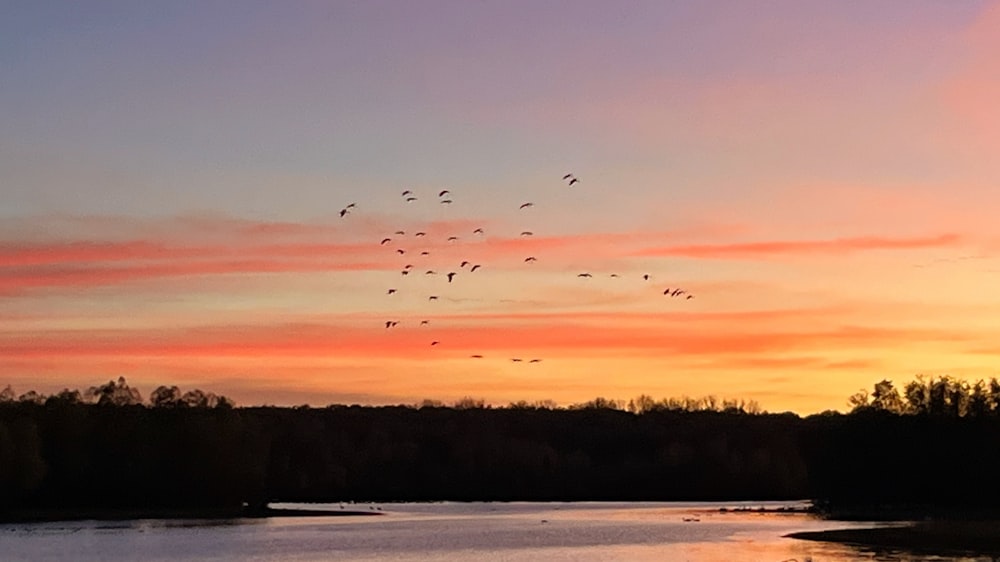 a group of birds flying in the sky