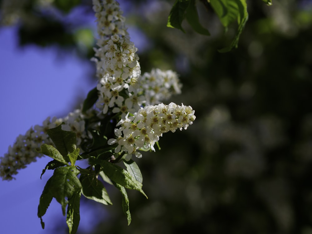 a close up of a white flower